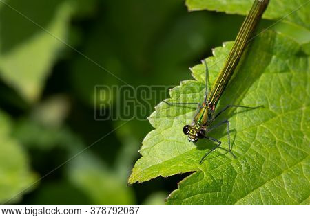 Female Green Banded Demoiselle Damselfly, Calopteryx Splendens, On Green Leaf In A Uk Garden. They A