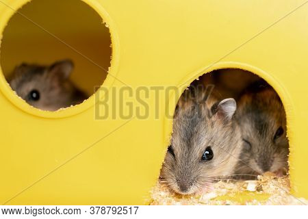 Small Gray Jungar Hamster Rats In Yellow Home Cage.