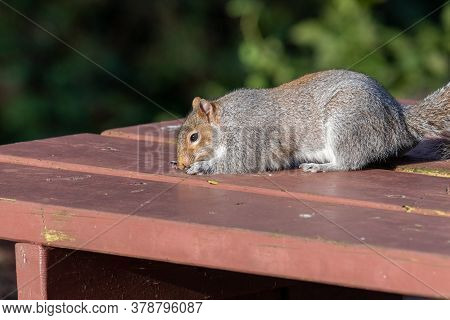 Portrait Of A Grey Squirrel (sciurus Carolinensis) Eating Nuts Off Of A Picnic Table.