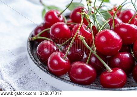 New Harvest Of Red Ripe Juicy Sour Cherry Or Kriek Berry Fruit