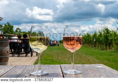 Tasting Of Dutch Sparkling Rose And Dry White Wine On Vineyard In Summer