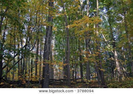 fallen forest