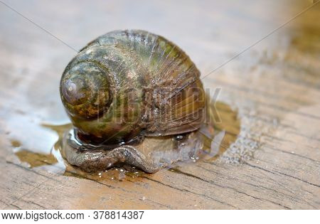 Portrait Of A Marsh Snail, Viviparidae, On A Footbridge Over A Pond