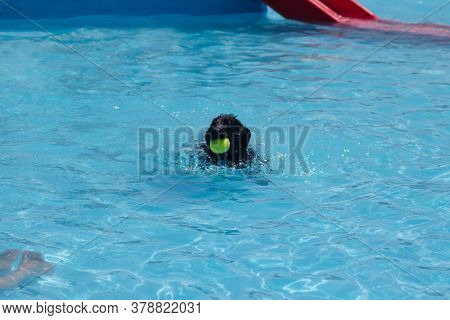 Dog Playing And Swimming In The Pool
