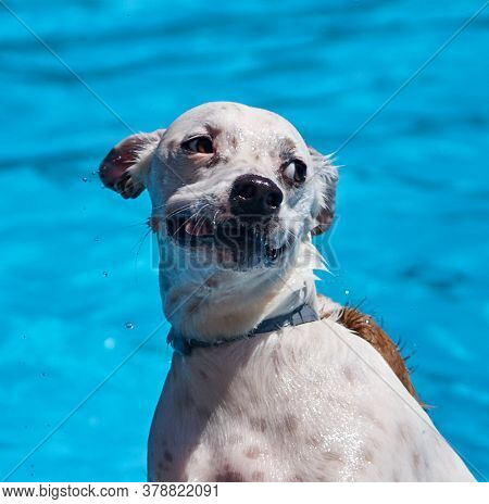 Dog Playing And Swimming In The Pool