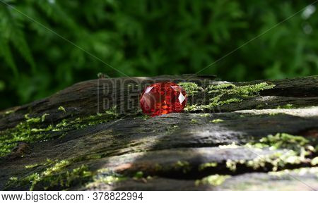 Oval Red Ruby That Has A Luster
Laying On The Bark