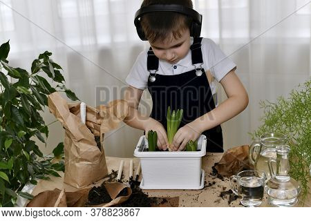 The Boy Is Engaged Of Hyacinths, With Force Deepens The Third Bulb Into The Soil Into The Middle Of 