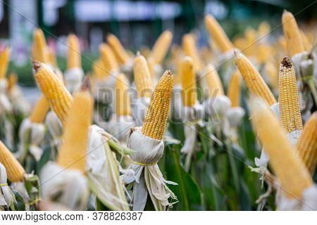 Beautiful Corn Plants In Rows And Rubber Bands