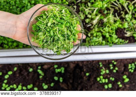 Microgreen Or Sprouts Are Raw Living Sprout Vegetables Germinated From High Quality Organic Plant Se