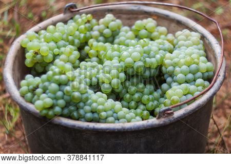 Bucket With A New Crop Of Ripe White Grapes. The Grapes Are Ready For Wine Production. White Ripe Gr