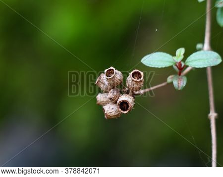 Dried Seeds Of A Tropical Garden Plant Which Is Like Tiny Bottle Or Cup