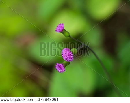 Flower Of Emilia Sonchifolia, Also Known As Lilac Tasselflower Or Cupid's Shaving Brush.