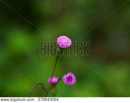 Flower Of Emilia Sonchifolia, Also Known As Lilac Tasselflower Or Cupid's Shaving Brush.