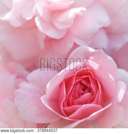 Beautiful Pink Roses Bonica. Perfect For Background Of Greeting Cards For Birthday, Valentine's Day 
