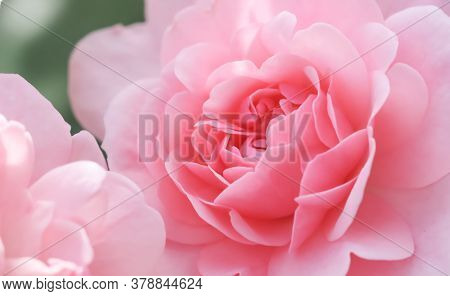 Beautiful Pink Roses Bonica. Perfect For Background Of Greeting Cards For Birthday, Valentine's Day 