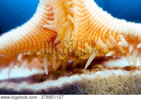 Starfish Underwater Close-up View. Macro Photography View