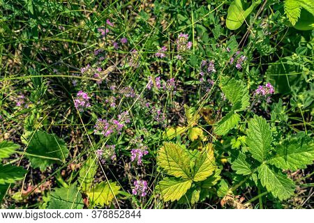 Lilac-pink Flowering Inflorescences Of Breckland Wild Thyme Growing In The Meadow In Natural Conditi