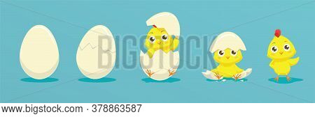 Chicken Hatching From The Egg. Cartoon Baby Chick Birthday Step-by-step Process. Funny And Education