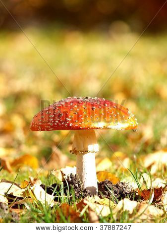 Toadstool isolato nell'erba, in autunno
