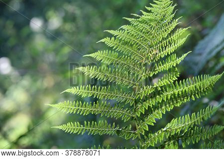 A Sprig Of Green Fern With Brown Spores