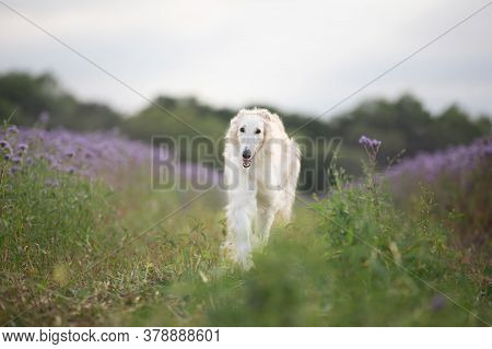 Portrait Of Young And Happy Beige Dog Breed Russian Borzoi Running In The Violet Flowers Field In Su