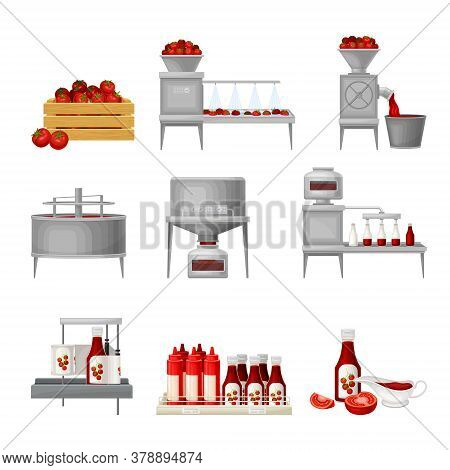 Ketchup Manufacturing Process With Tomato Harvesting, Washing And Squeezing Vector Illustration Set