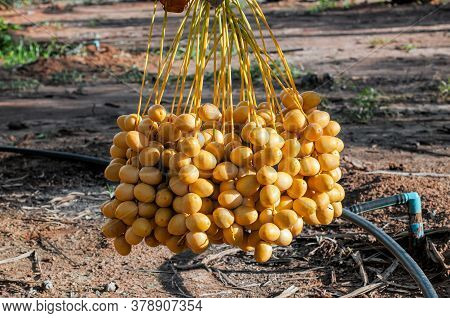 Bunch Of Fresh Yellow Date Fruit Hanging On Date Fruit Palm Tree In The Garden.