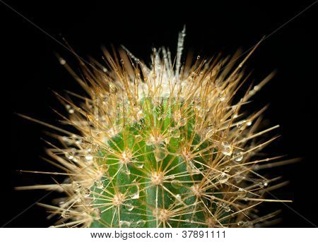 Cactus en el rocío