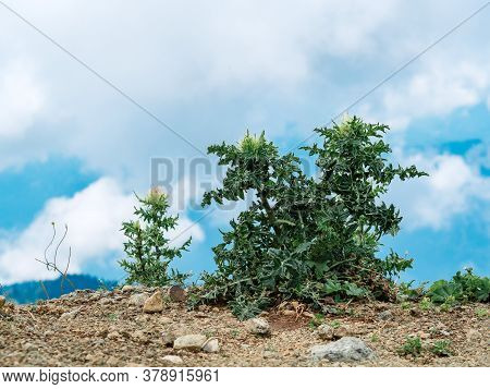 The Bushes And Weeds On The Mountain Range.