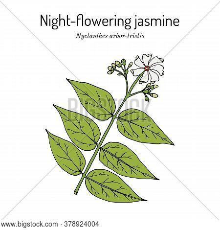 Night-flowering Jasmine, Or Parijat, Hengra Bubar Nyctanthes Arbor-tristis , Medicinal Plant. Hand D