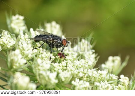 Macro Of House Flies Or Fly Insect Close Up. Little Fly On Wild Flower