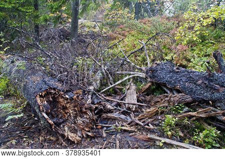 Koli National Park In The Region Of North-karelia, Finland