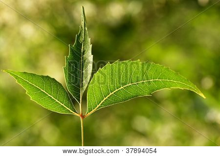 Neem foglie-azadirachta Indica