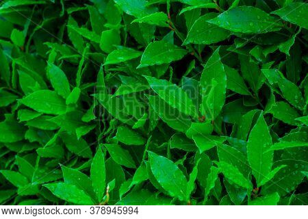 Natural Green Background With  Leaves In Garden