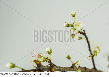 Beautiful White Spring Flower On Branch In Park