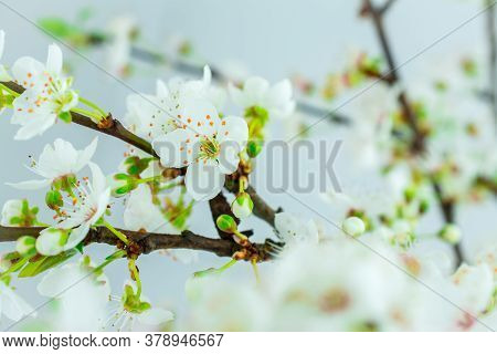 Beautiful White Spring Flower On Branch In Park