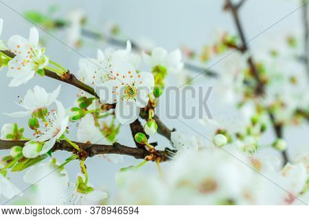 Beautiful White Spring Flower On Branch In Park