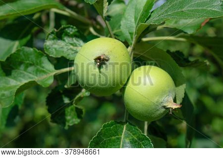 Close Up Of Fresh Red Apple On Tree Covered With Leaves And Green And Blue Blurred Background. Red S