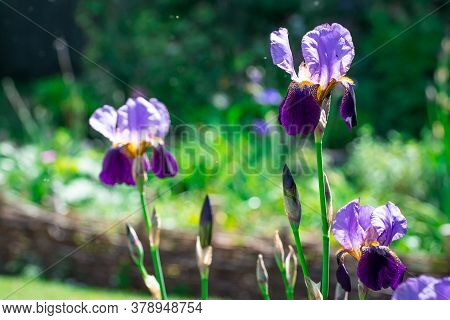 Natural Background Beautiful Spring Flowers In Garden