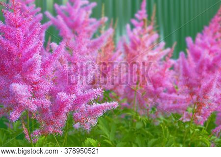 Colorful Autumn Astilba. Pink Flower Blossom On Field. Beautiful Growing And Flowers On Meadow Bloom