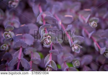 Photo Of Beautiful Flowers On Background In Garden