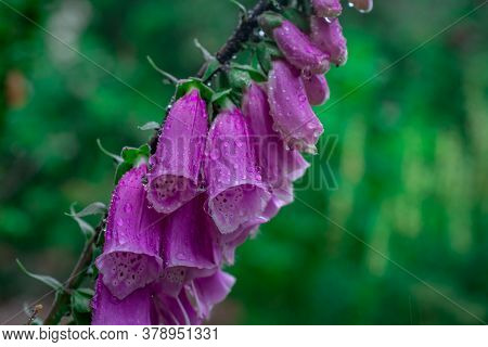 Beautiful  Bright Natural Background With Flowers In Garden