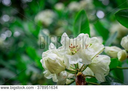 Beautiful  Bright Natural Background With Flowers In Garden