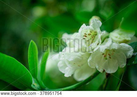 Photo Of Beautiful Flowers On Background In Garden