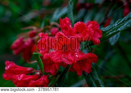 Beautiful  Bright Natural Background With Flowers In Garden