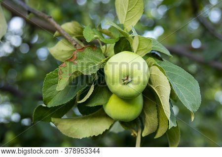 Green Apples On The Branch. Anthracnose On The Leaf. Diseases Of The Apple Tree. New Harvest In The 