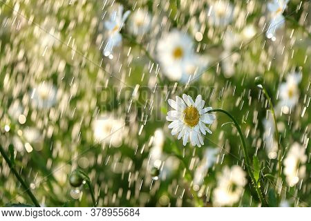 Abstract Natural Background,summer Rain In The Garden And Daisies With Drops On The Bokeh Background