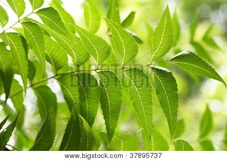 Neem Leaves-azadirachta Indica