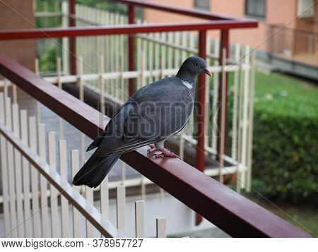 Wood Pigeon Bird Animal