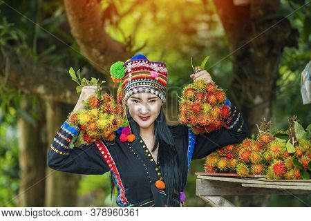 Hilltribe Farmers Harvest Products From Rambutan.